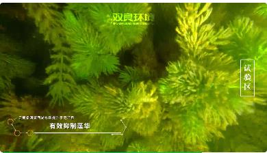 保護(hù)生物多樣性<a href=http://m.yc-jh.com target=_blank class=infotextkey><a href=http://m.yc-jh.com target=_blank class=infotextkey>雙良</a>環(huán)境</a>在行動(dòng)！