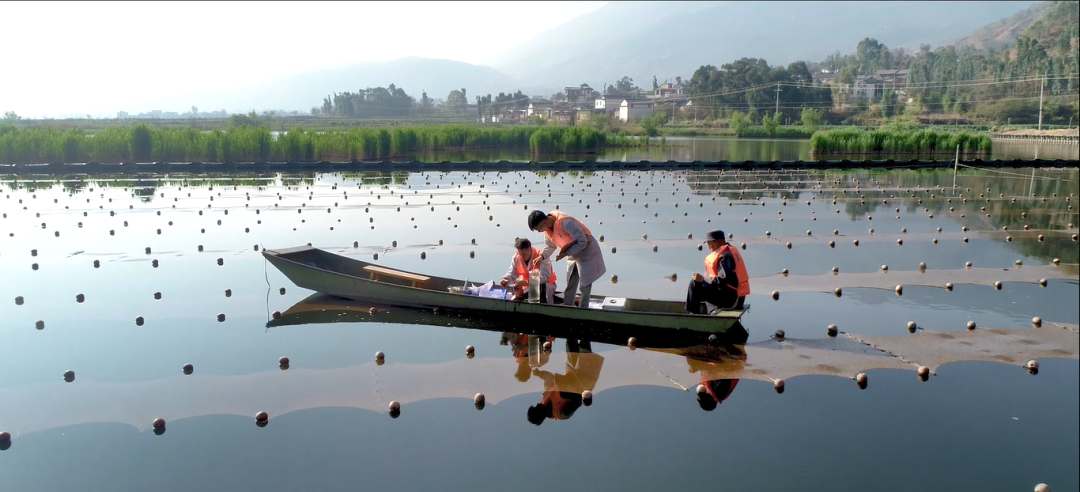 淺水湖泊生態(tài)修復(fù)與草型生態(tài)系統(tǒng)重構(gòu)實踐